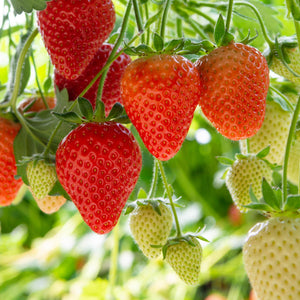 'Malling Supreme' Misted Tip Strawberry (Everbearer) Plants Soft Fruit
