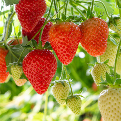 'Malling Supreme' Misted Tip Strawberry (Everbearer) Plants Soft Fruit
