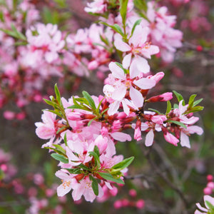 Dwarf Russian Almond Blossom Tree | Prunus tenella 'Fire Hill' Ornamental Trees