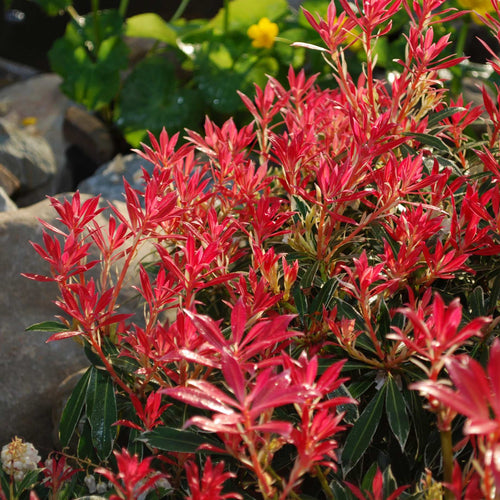 Pieris 'Flaming Silver' Shrubs