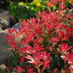 Pieris 'Flaming Silver' Shrubs