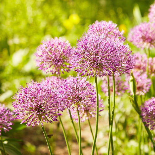 Allium cristophii Perennial Bedding