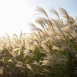 Miscanthus sinensis Perennial Bedding