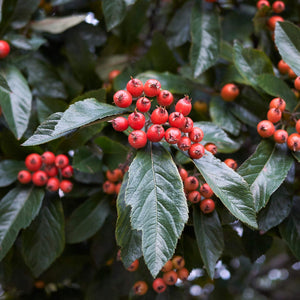 Broad-Leaved Cockspur Thorn Tree | Crataegus persimilis 'Prunifolia' Ornamental Trees