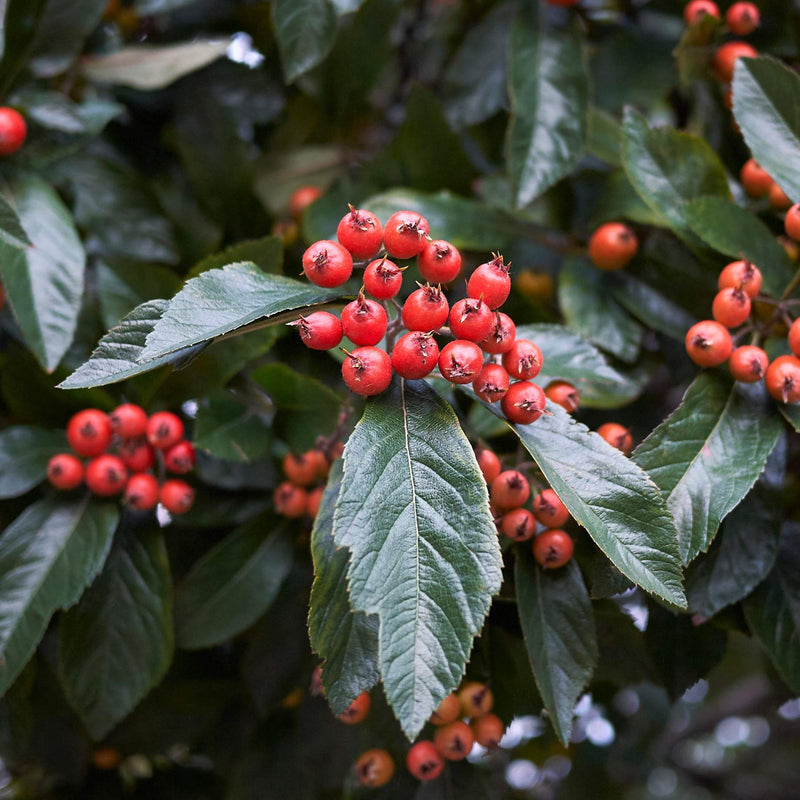 Broad-Leaved Cockspur Thorn Tree | Crataegus persimilis 'Prunifolia' Ornamental Trees