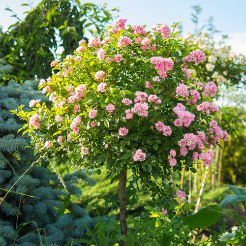 Pink Standard Rose | 'Flower Carpet Pink' Shrubs