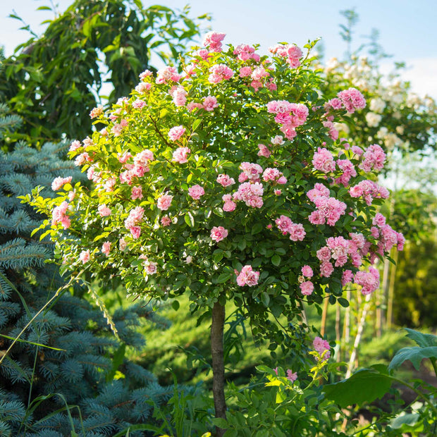 Pink Standard Rose | 'Flower Carpet Pink' Shrubs