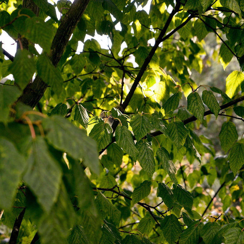 Snake Bark Maple | Acer davidii 'Viper' Ornamental Trees