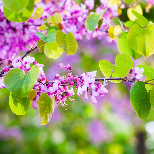 Judas Tree | Cercis siliquastrum Ornamental Trees