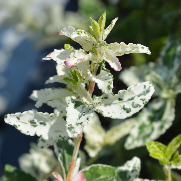 Euonymus fortunei 'Harlequin' Shrubs