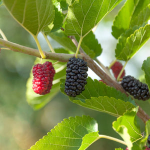Patio Mulberry Tree | Morus rotundiloba 'Mojo Berry' Trained Fruit Trees