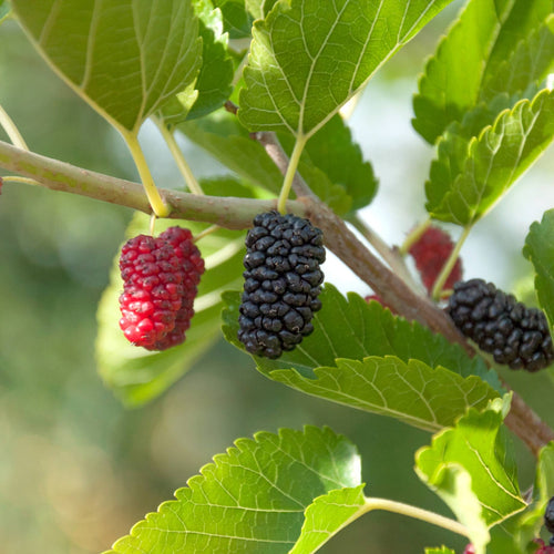 Patio Mulberry Tree | Morus rotundiloba 'Mojo Berry' Trained Fruit Trees