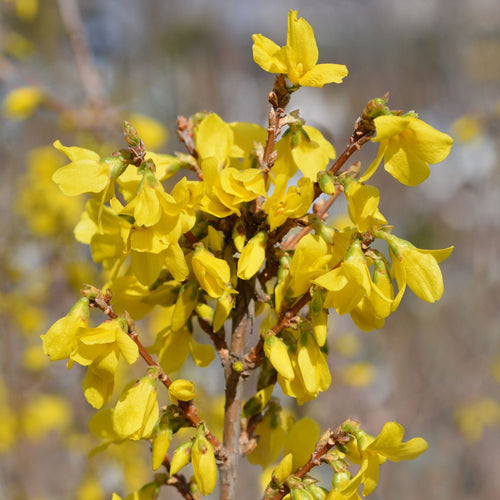 Forsythia 'Flojor' Shrubs