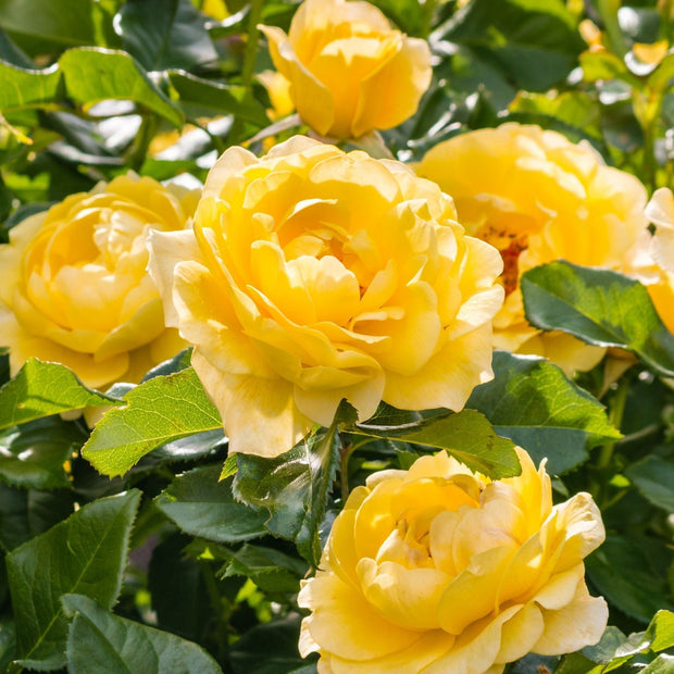 'Sommergold' Climbing Rose Shrubs