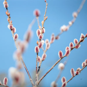 Pink Pussy Willow Tree | Salix gracilistyla 'Mount Aso' Ornamental Trees