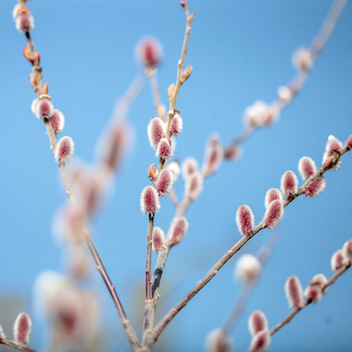 Pink Pussy Willow Tree | Salix gracilistyla 'Mount Aso' Ornamental Trees