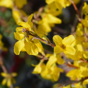 Forsythia 'Flojor' Shrubs