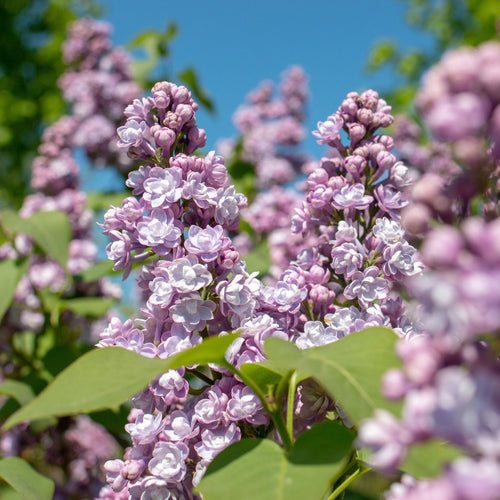 Lilac 'Michel Buchner' | Syringa vulgaris Shrubs