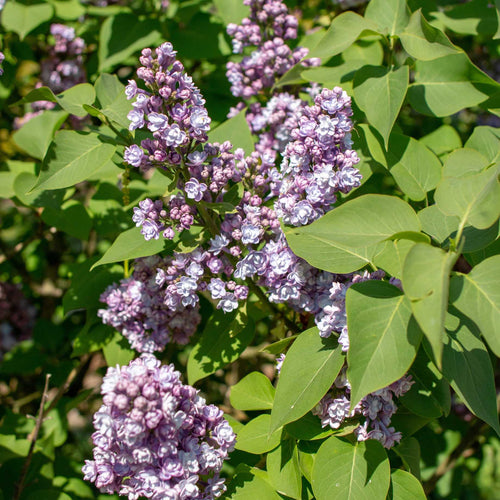 Lilac 'Michel Buchner' | Syringa vulgaris Shrubs