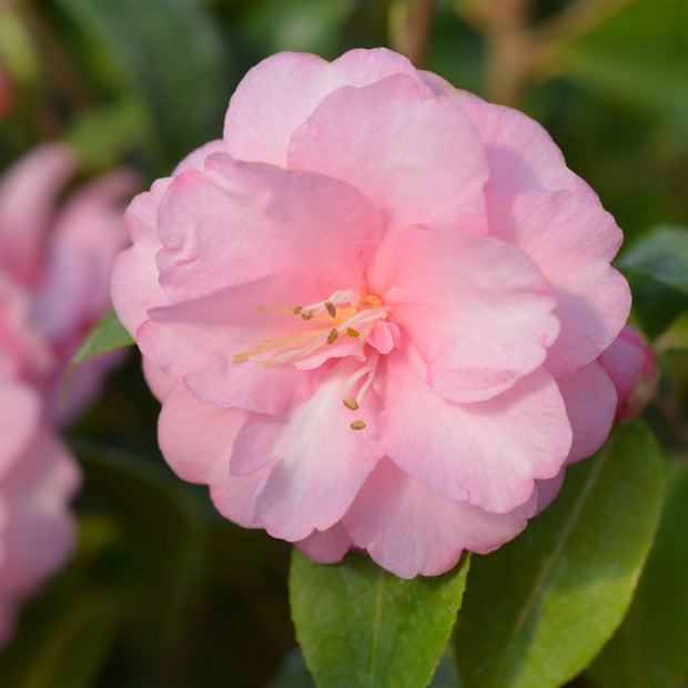 Patio Camellia Tree | Camellia 'Spring Festival' Shrubs