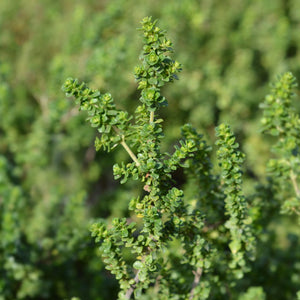 Patio Alpine Mint Tree | Prostanthera cuneata Shrubs