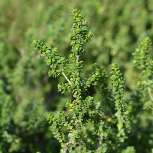 Patio Alpine Mint Tree | Prostanthera cuneata Shrubs