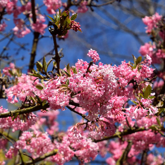 Viburnum bodnantense 'Charles Lamont' Shrubs