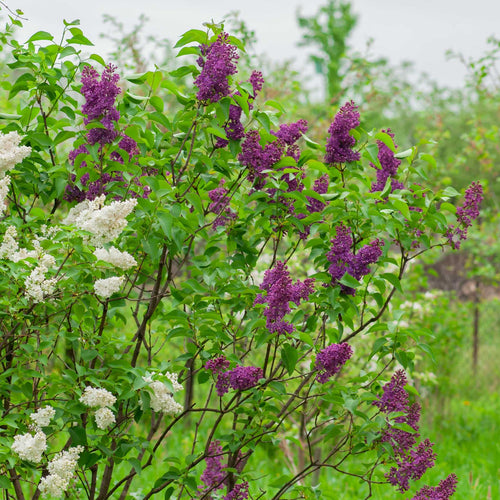 Lilac | Syringa vulgaris 'Andenken an Ludwig Späth' Shrubs