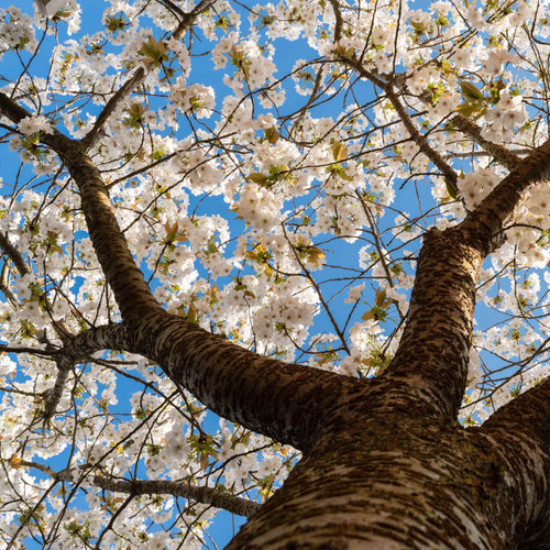 Great White Cherry Blossom Tree | Prunus 'Tai-Haku' Ornamental Trees
