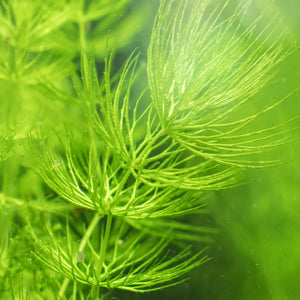 Oxygenating Hornwort Plant | Ceratophyllum demersum Pond Plants