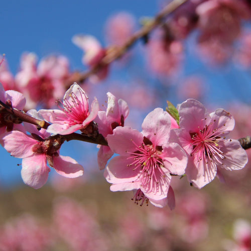 'Peche de Vigne' Bloody Peach Tree Fruit Trees