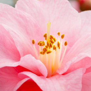 Patio Camellia Tree | Camellia 'Spring Festival' Shrubs