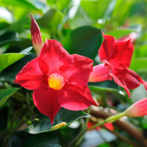 Mandevilla 'Sundaville Red' Climbing Plants