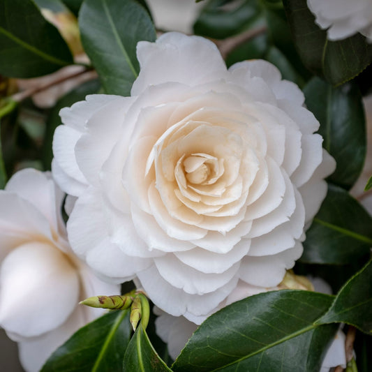 Camellia japonica 'Nuccio's Gem' Shrubs