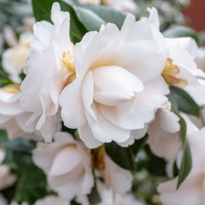 Camellia japonica 'Nuccio's Gem' Shrubs