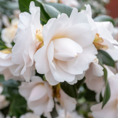 Camellia japonica 'Nuccio's Gem' Shrubs