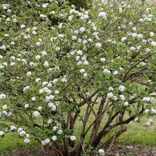 Viburnum burkwoodii Shrubs