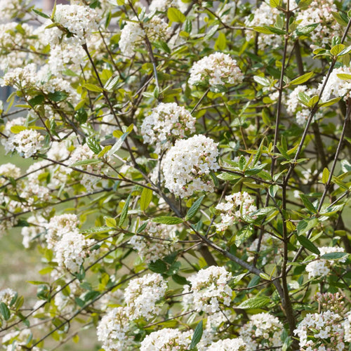 Viburnum burkwoodii Shrubs