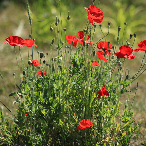 Red Poppy | Papaver 'Brilliant' Perennial Bedding