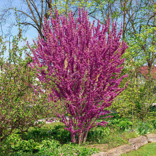Chinese Redbud Tree | Cercis chinensis 'Avondale' Ornamental Trees