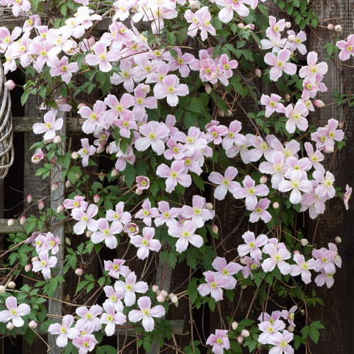 Clematis montana 'Rubens' Climbing Plants
