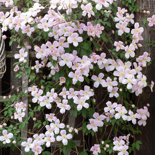 Clematis montana 'Rubens' Climbing Plants