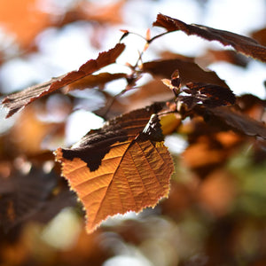 Red Hazelnut Tree | Corylus avellana 'Rote Zellernuss' Fruit Trees