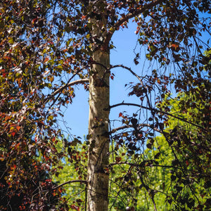 'Royal Frost' Silver Birch Tree Ornamental Trees