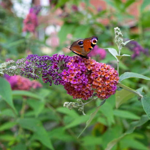 Buddleja davidii 'Flower Power' Shrubs