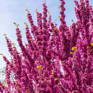 Chinese Redbud Tree | Cercis chinensis 'Avondale' Ornamental Trees