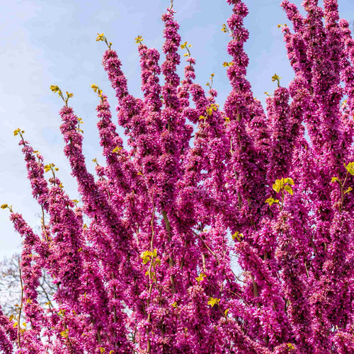Chinese Redbud Tree | Cercis chinensis 'Avondale' Ornamental Trees
