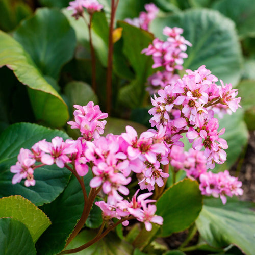 Elephant's Ears | Bergenia 'Rotblum' Perennial Bedding
