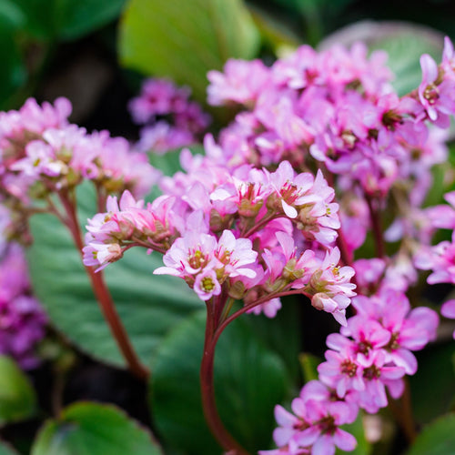 Elephant's Ears | Bergenia 'Rotblum' Perennial Bedding