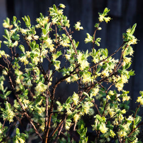 Sweetest Winter Honeysuckle | Lonicera fragrantissima Climbing Plants